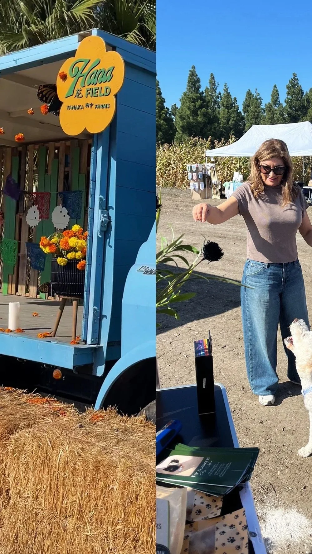 Dogs and their people enjoying Dog Days at Hana Field