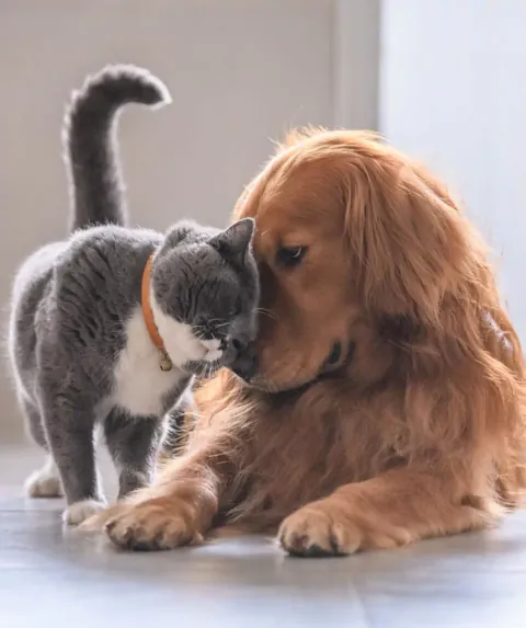 A golden retriever and cat, featured by Animal Wellness Center of OC