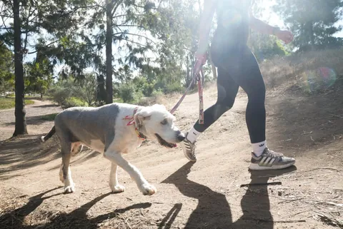 A dog walking a sunny trail with an OC Pup Pals trainer