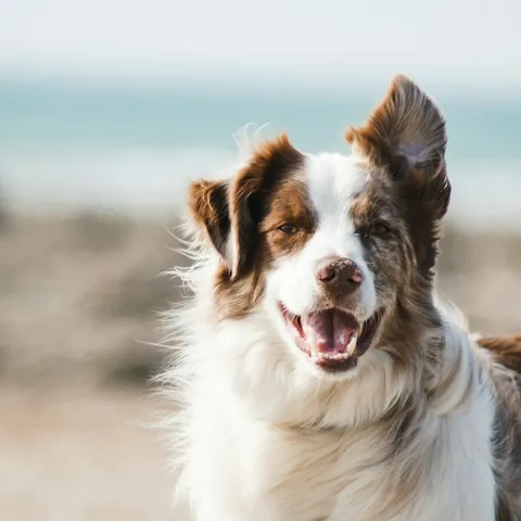 A happy dog at the beach, featured on the Shaggy Wagons website