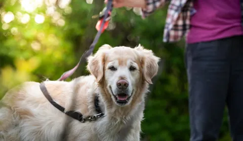 A golden retriever on a walk, featured on the Tufted Tails website