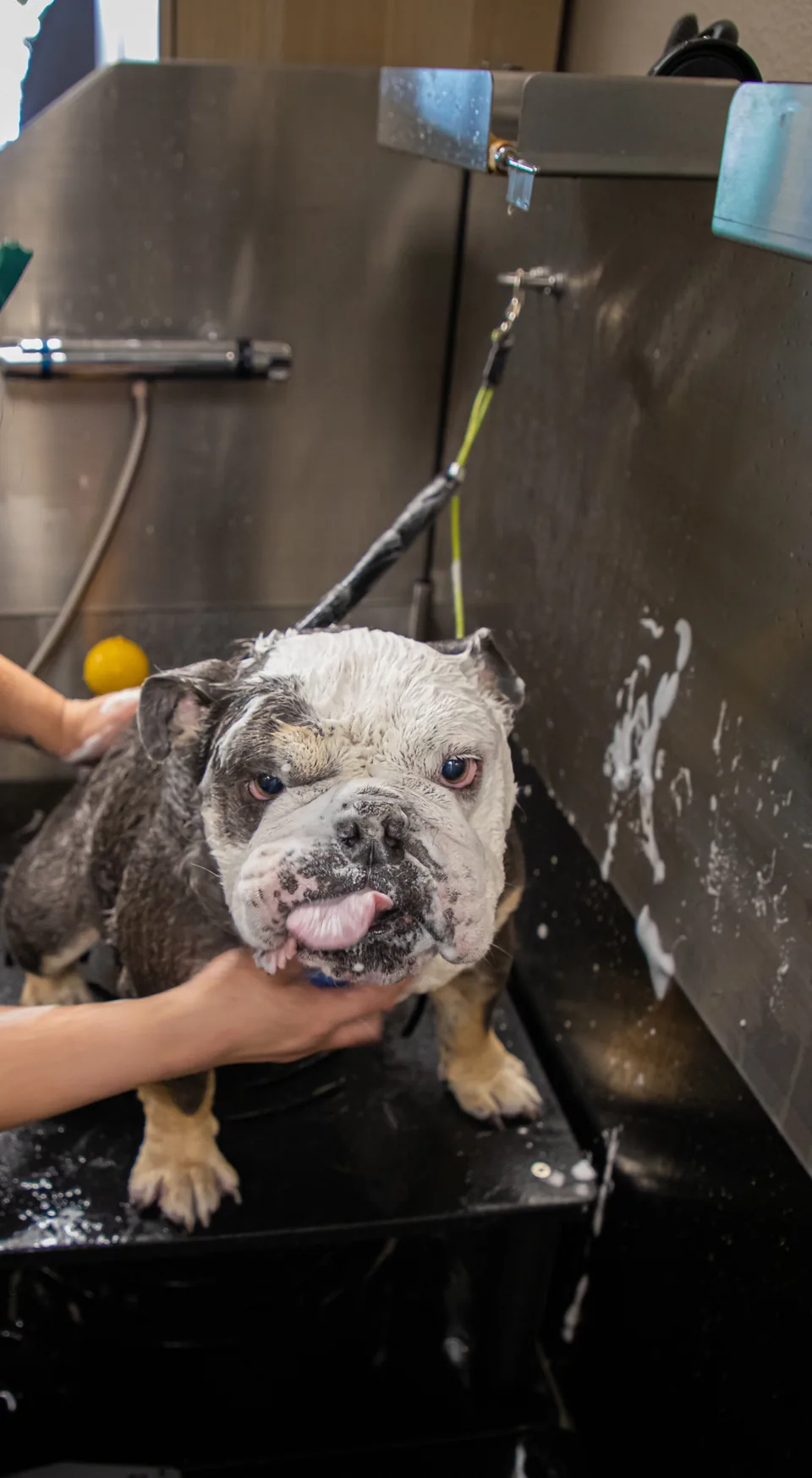 A groomer gently washing a bulldog’s face in the Fur Seasons bath