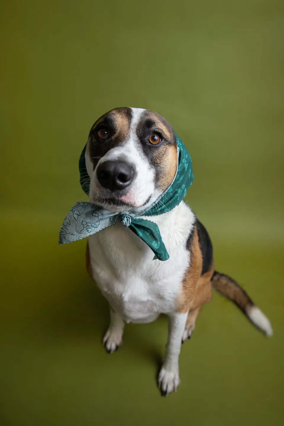 A beagle wearing a teal scarf at the Fur Seasons photo shoot