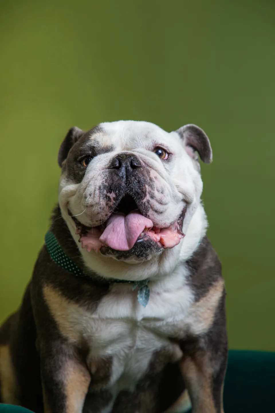 A bulldog in a green bandana sitting for a portrait at Fur Seasons