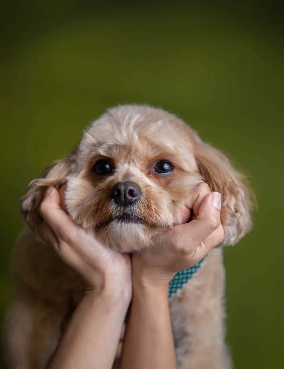 A small dog gently cradled in a groomer’s hands at Fur Seasons