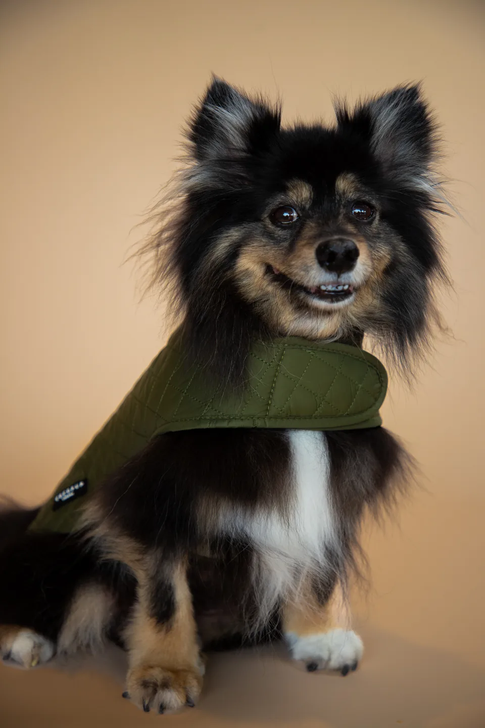 A freshly groomed black and tan dog wearing a green bandana at Fur Seasons