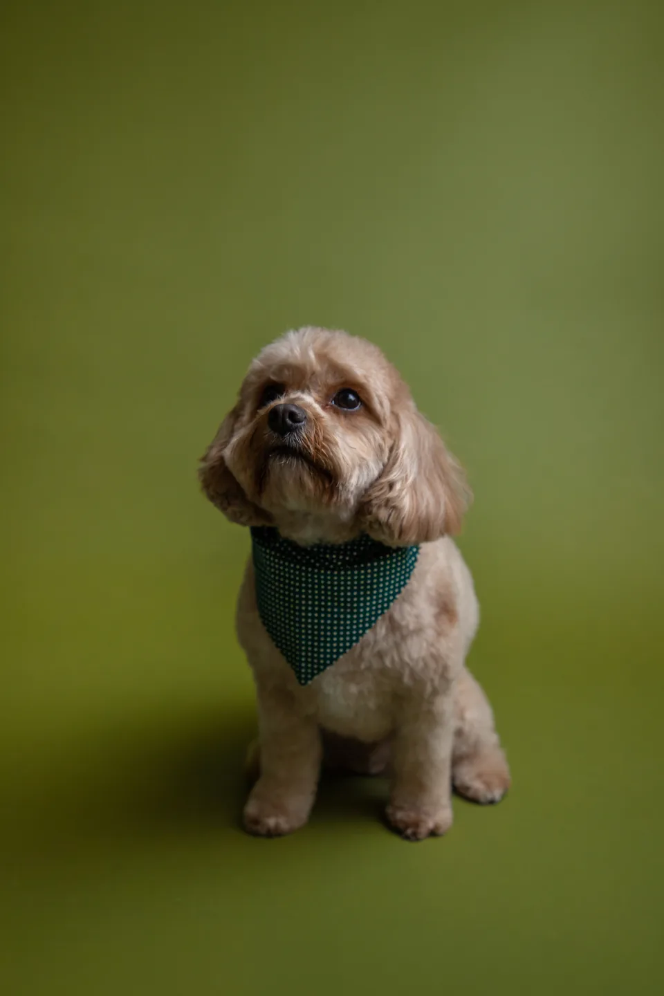 A small tan dog in a teal bandana at the Fur Seasons photo shoot
