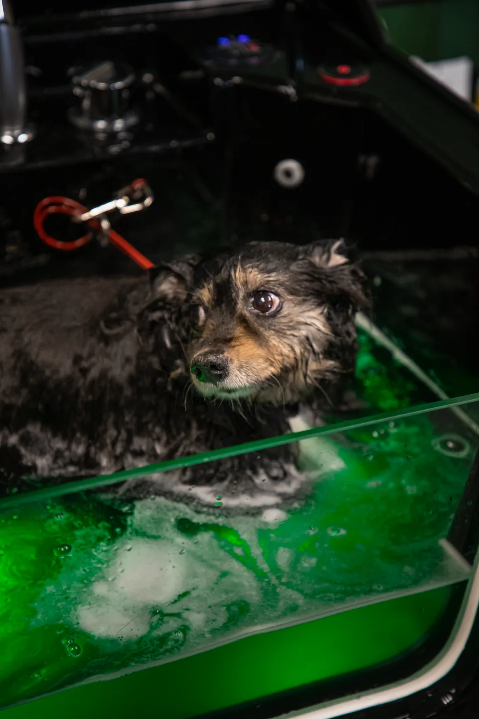 A small dog enjoying the illuminated hydro-massage spa bath at Fur Seasons