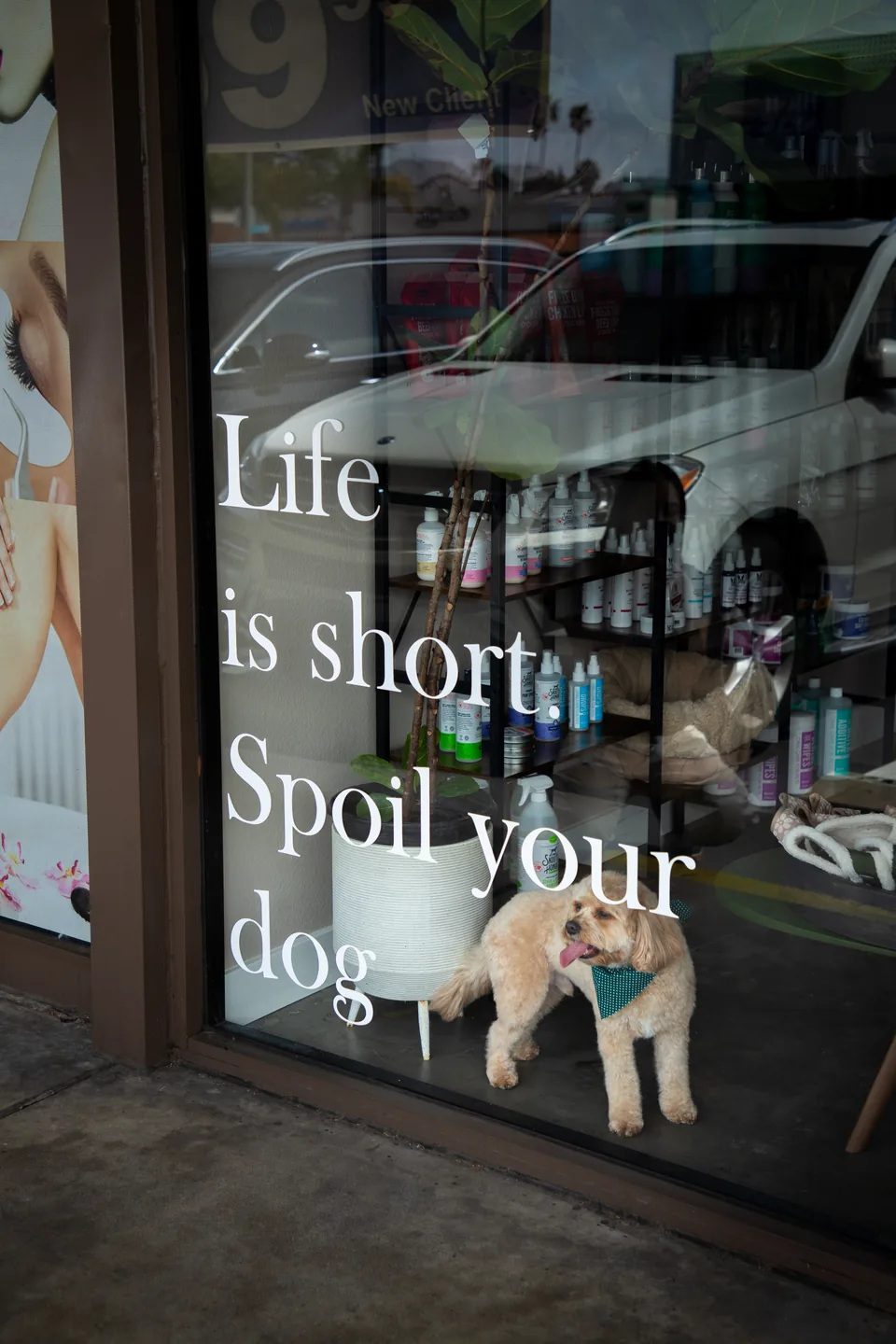 A dog at the Fur Seasons front door beside the words Life is short, Spoil your dog